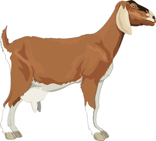 goat-png-5
