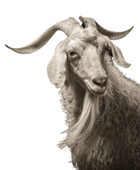 goat-png-6-1