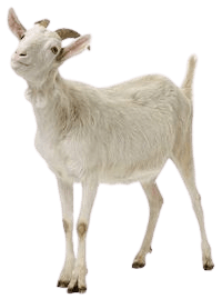 goat-png-6-2