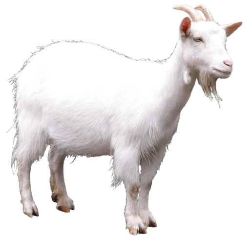 goat-png-6