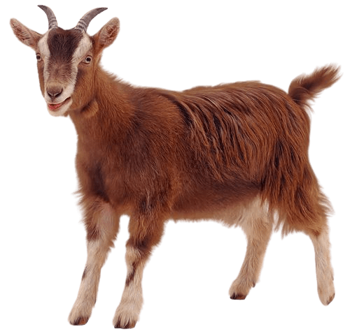goat-png-7-2