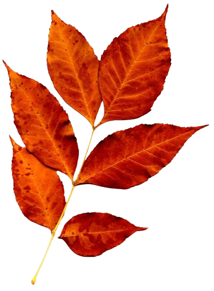 leaf-3-1