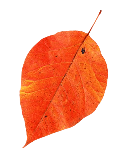 leaf-5-1