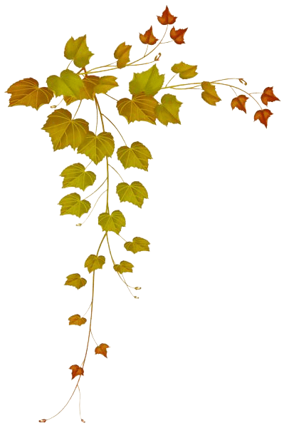 leaf-5