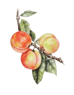 peach-png-10-1
