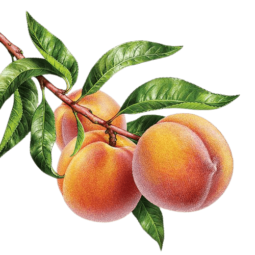 peach-png-3-2
