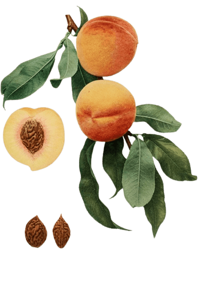 peach-png-4-5