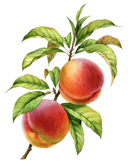 peach-png-5-2