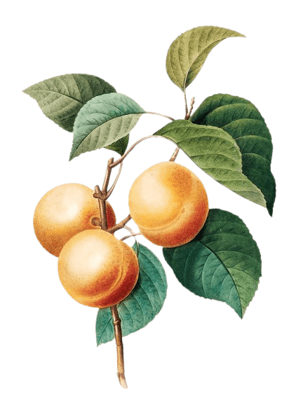 peach-png-8-1