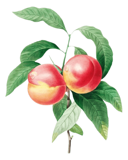 peach-png-8-2