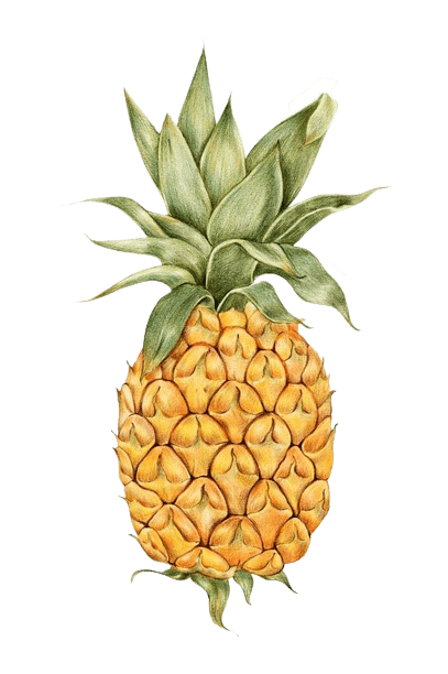 pineapple-png-20