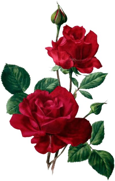 roses-png-5