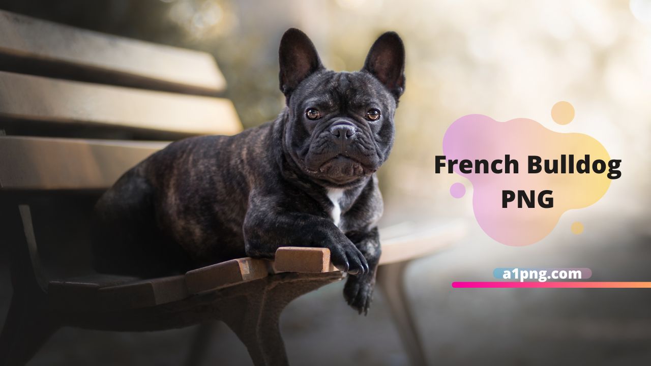[Best 50+]» French Bulldog PNG, Logo, ClipArt [HD Background]