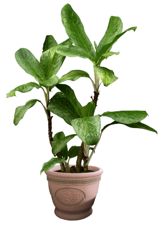 plant-1-4