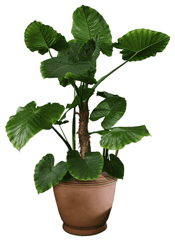 plant-11