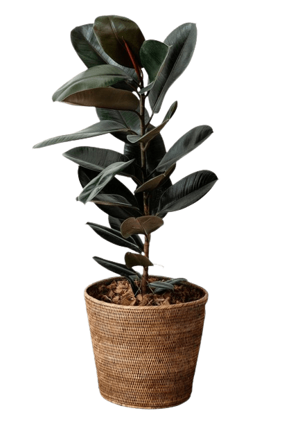 plant-12