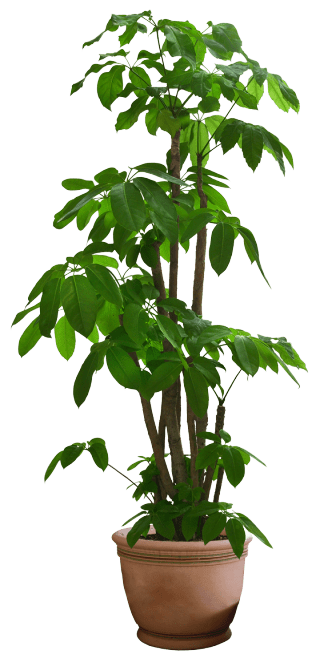 plant-3