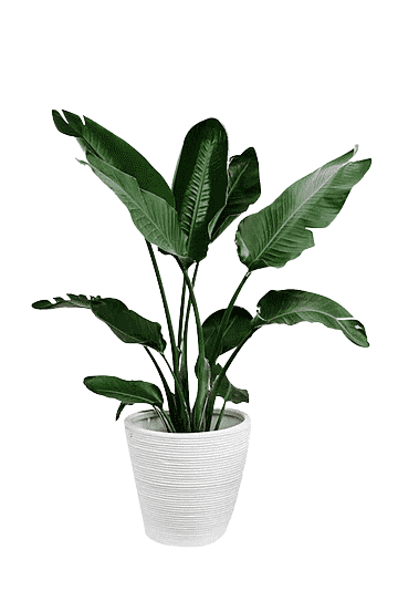 plant-6-1