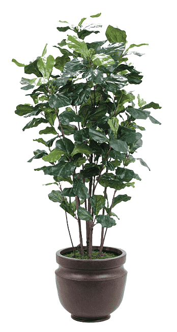 plant-6