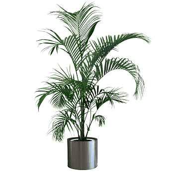 plant-8