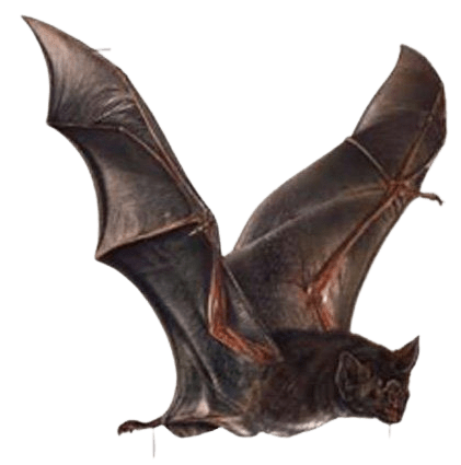 bats-png-6