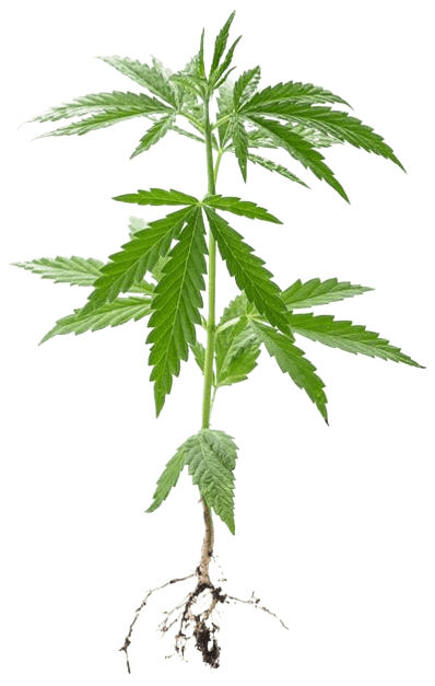 weed-leaf-png-5